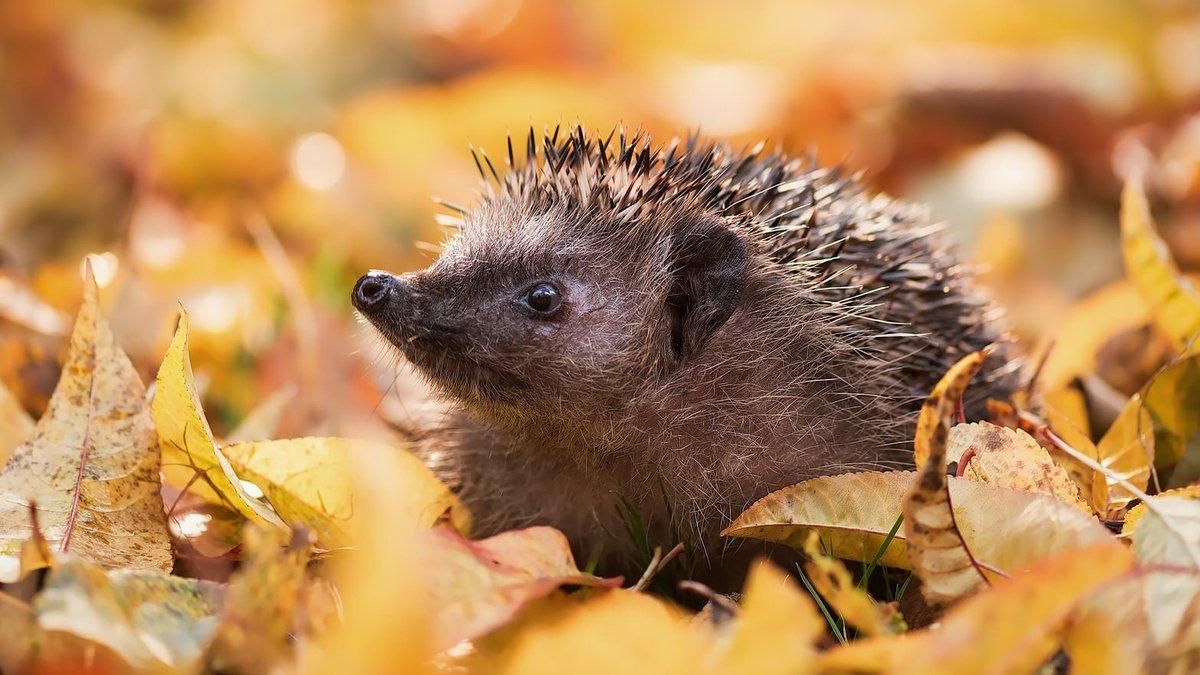 11 октября 2020 – какой праздник и что нельзя делать 11 октября 2020 – какой праздник и что нельзя делать