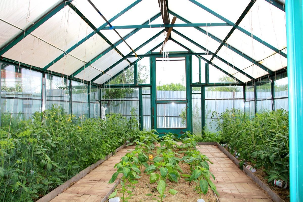 Как построить теплицу из подручных средств – виды и как утеплить Как построить теплицу из подручных средств – виды и как утеплить