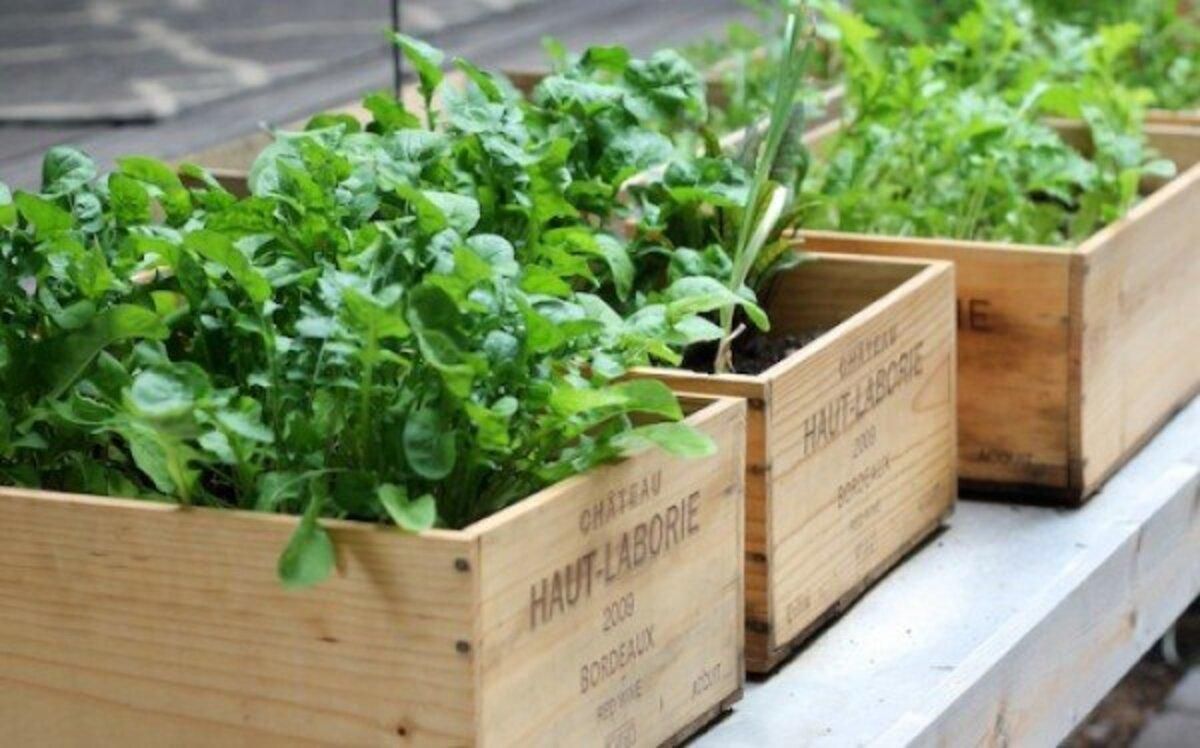 Почему нужно выращивать модный мини-огород на собственной кухне: советы и фото Почему нужно выращивать модный мини-огород на собственной кухне: советы и фото