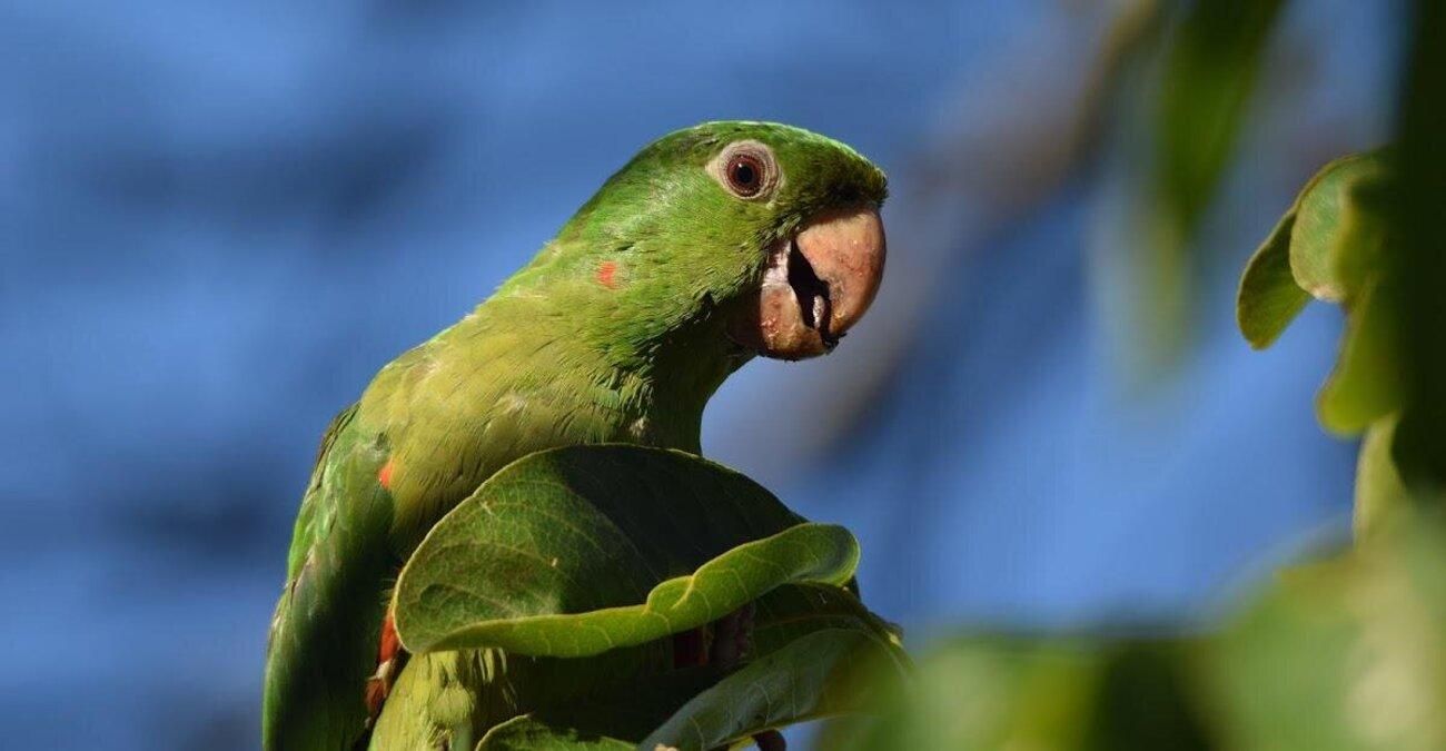 Птицы постоянно прилетают к многоэтажке Птицы постоянно прилетают к многоэтажке