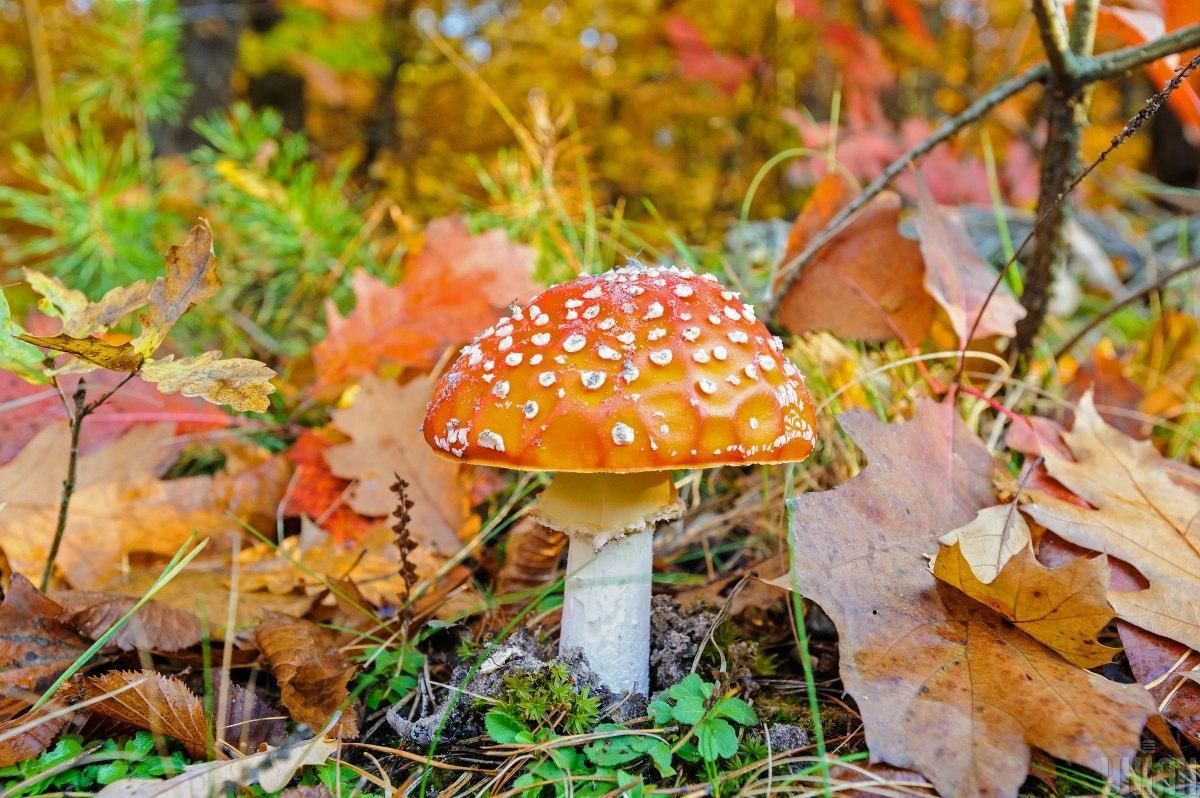 15 листопада 2020 – яке свято, що не можна робити 15 листопада 2020 – яке свято, що не можна робити