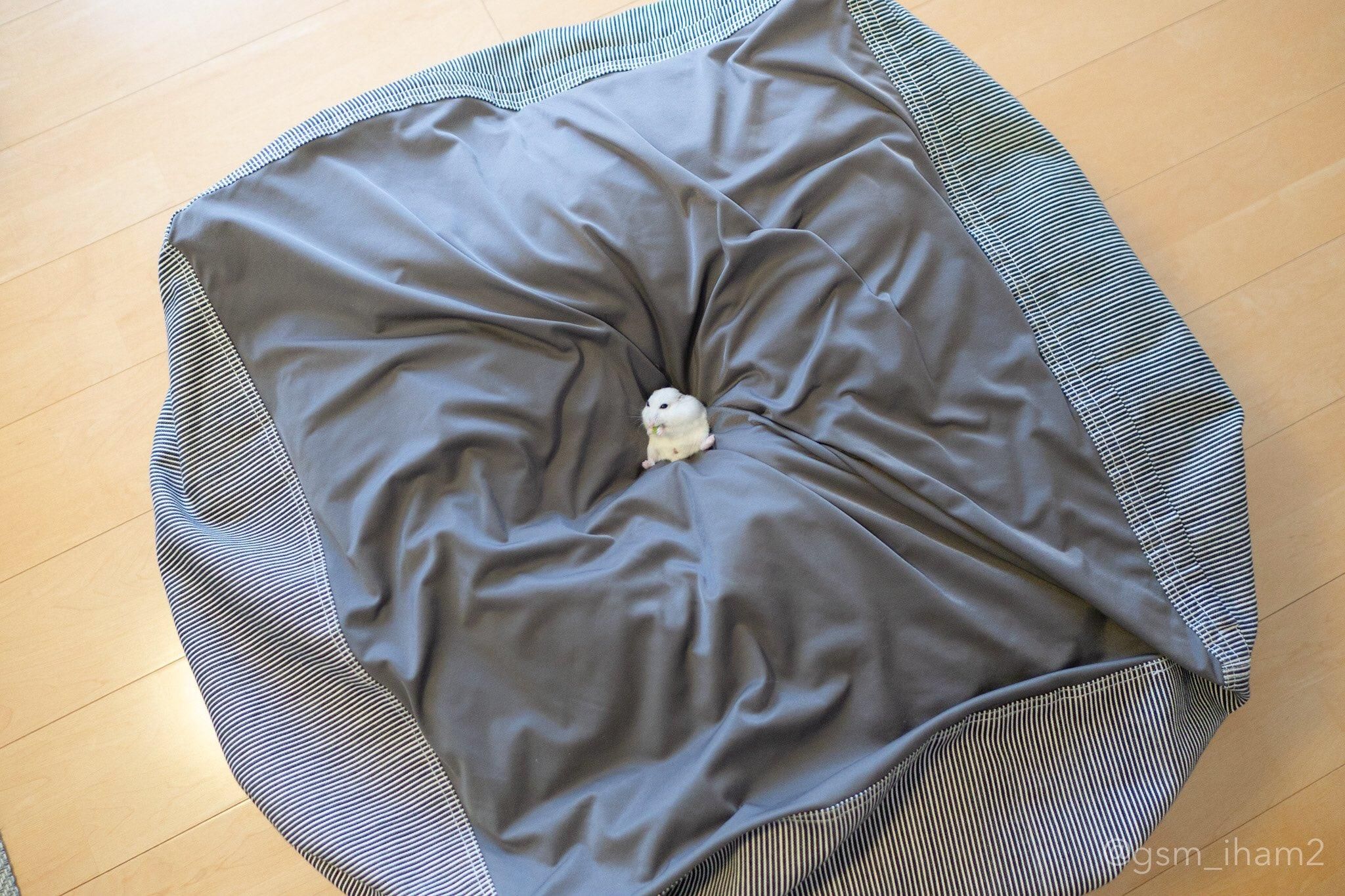 Удивительный праздничный хомяк: милые фото Удивительный праздничный хомяк: милые фото