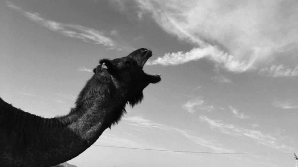 Вдалий ракурс або все ж таки святий кіт: оптичні ілюзії Вдалий ракурс або все ж таки святий кіт: оптичні ілюзії