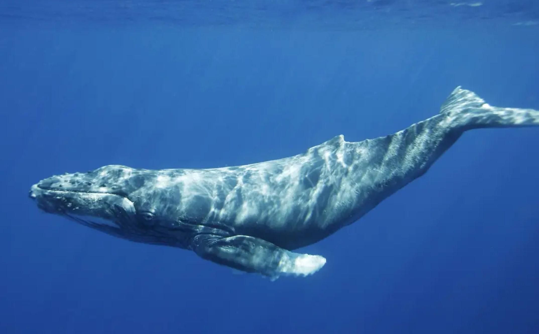 Горбаті кити вміють робити дивовижні круги з бульбашок: відео