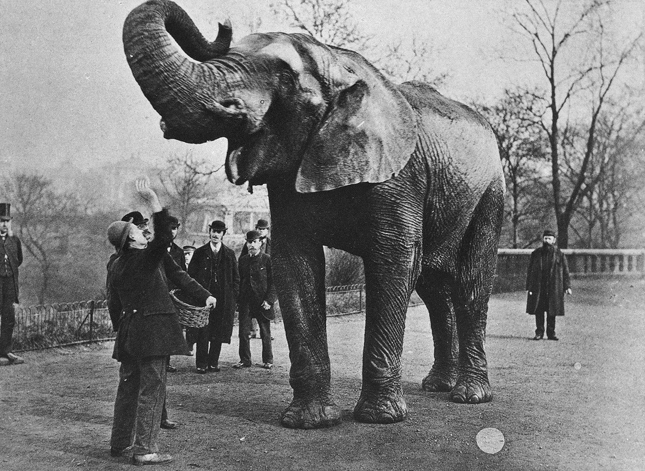 Животным в цирке не место: печальные истории самых известных слонов мира