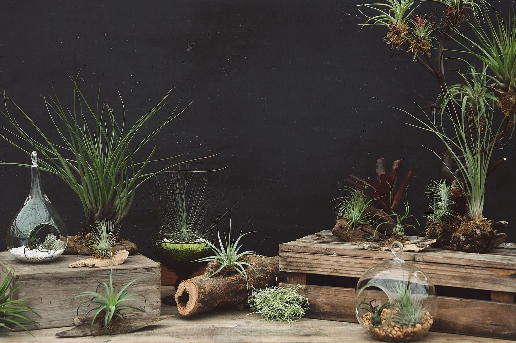 Лучшие вазоны для офиса: 5 неприхотливых вариантов Лучшие вазоны для офиса: 5 неприхотливых вариантов