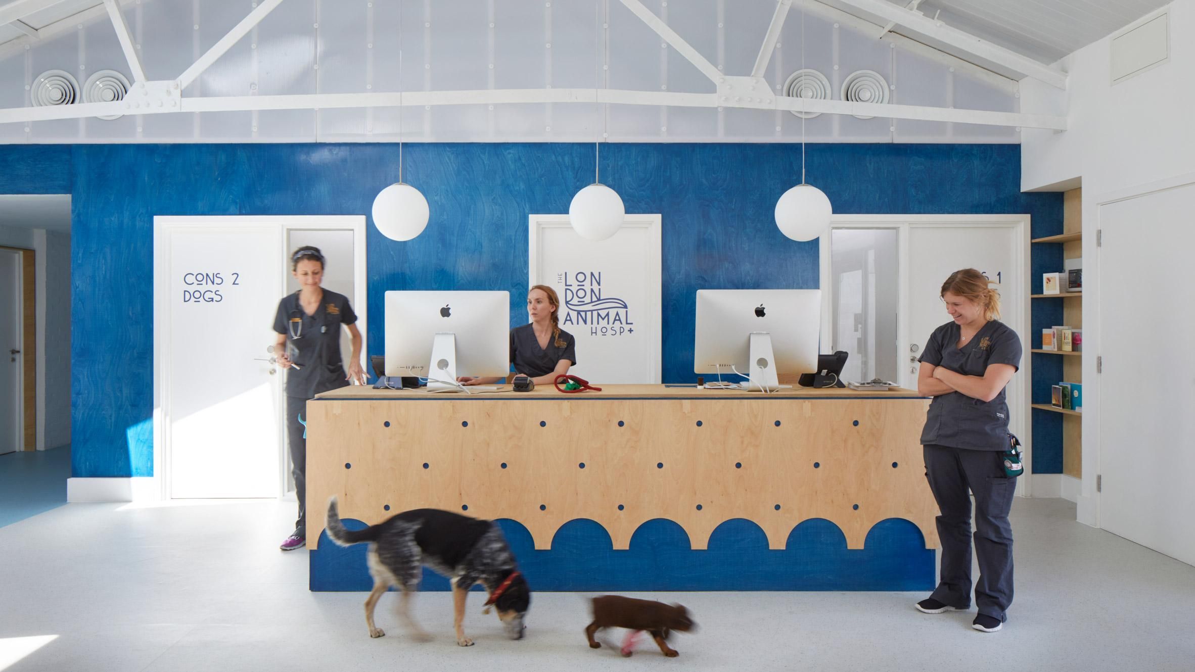 Стильна лікарня для домашніх тварин: фото авторського інтер'єру Стильна лікарня для домашніх тварин: фото авторського інтер'єру