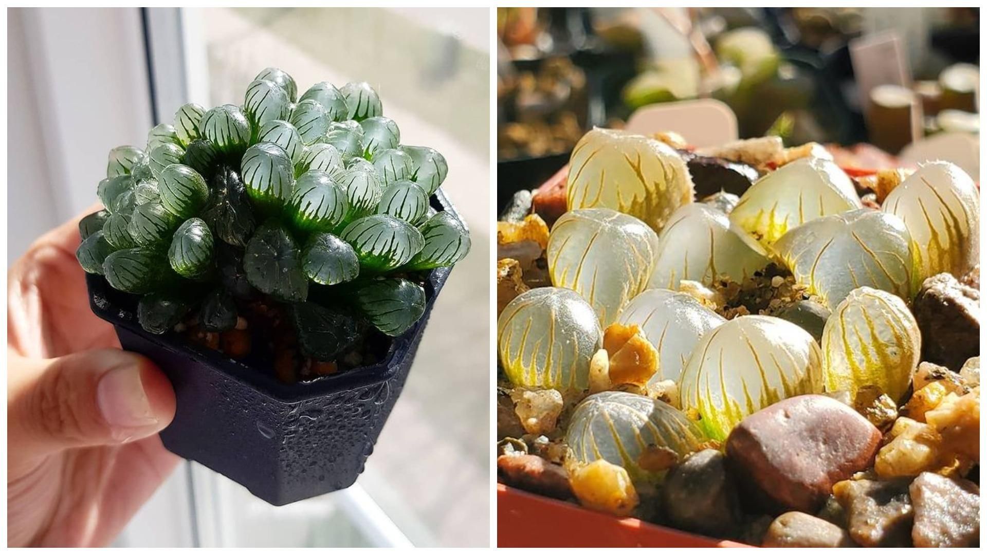 Дивовижна хавортія Купера, яка виблискує, мов коштовність Дивовижна хавортія Купера, яка виблискує, мов коштовність