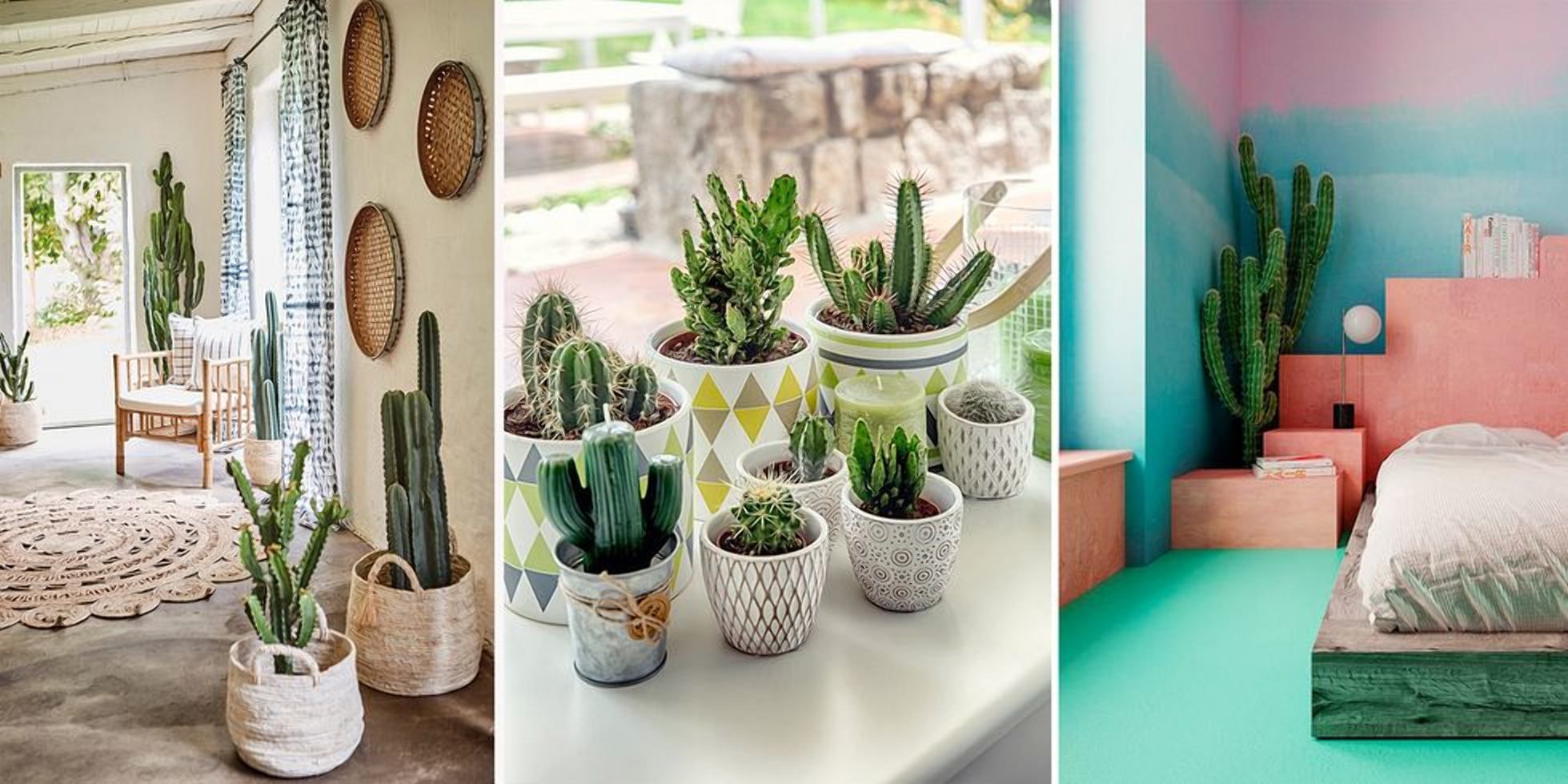 Практичність та довговічність: застосування кактусів у дизайні інтер'єру Практичність та довговічність: застосування кактусів у дизайні інтер'єру