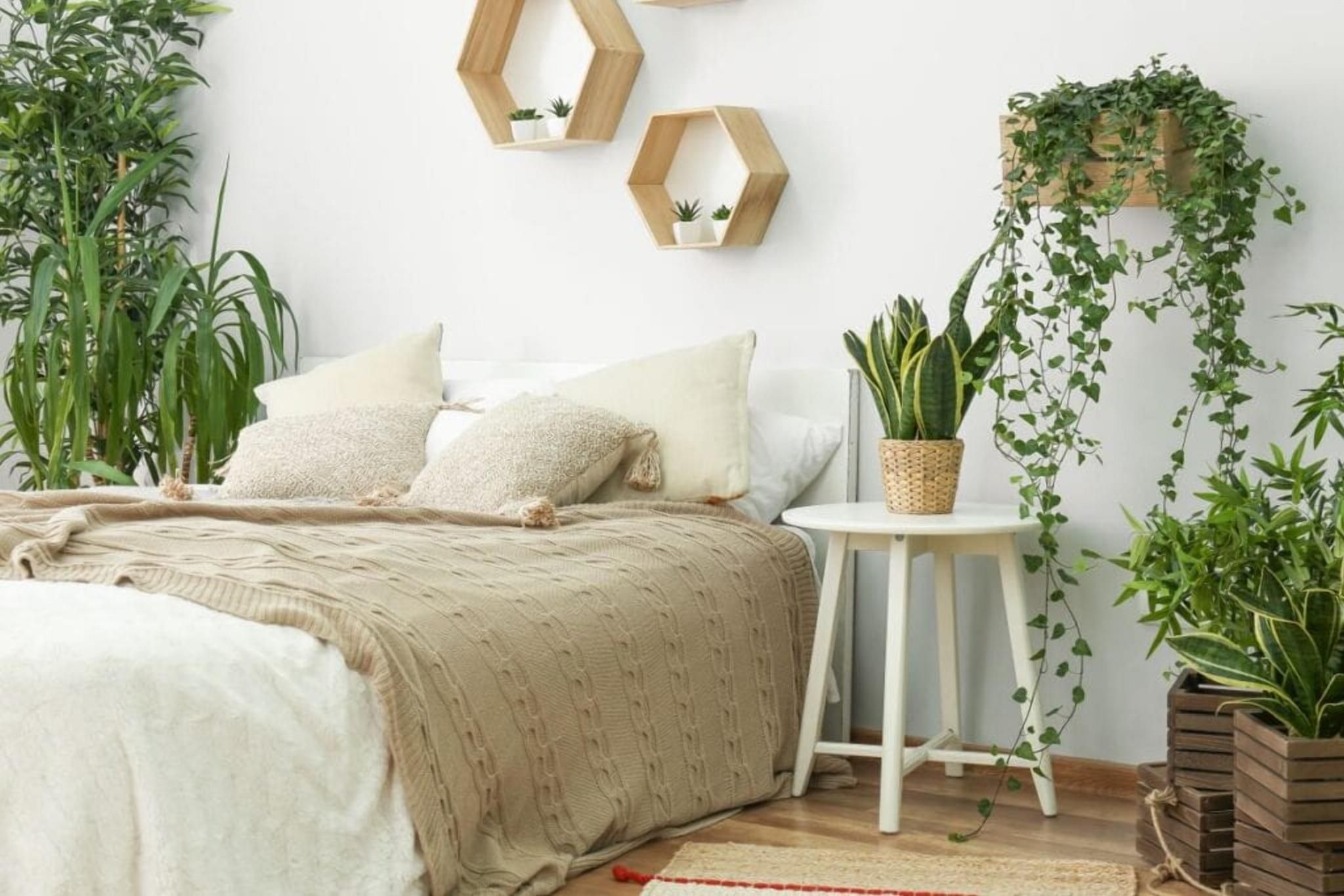 Безпека сну: які рослини не підходять для спальні - Дизайн 24