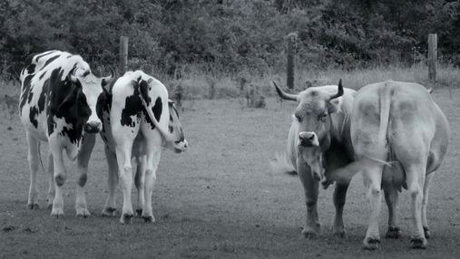 Однонога курка, незвичайні корови та милі поросята в унікальному фільмі "Гунда" 