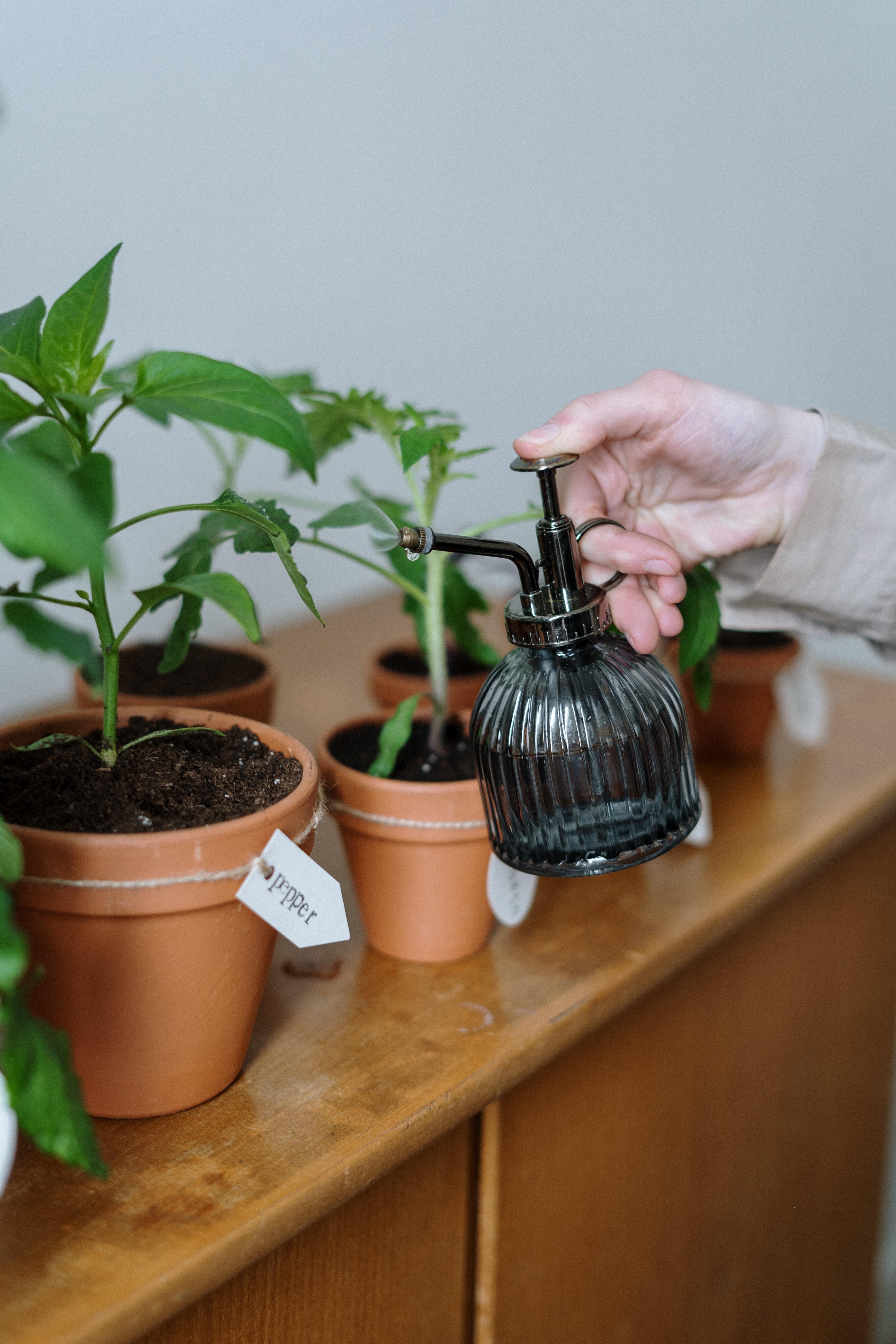 Особлива увага: як доглядати за кімнатними рослинами перед зимою - Дизайн 24