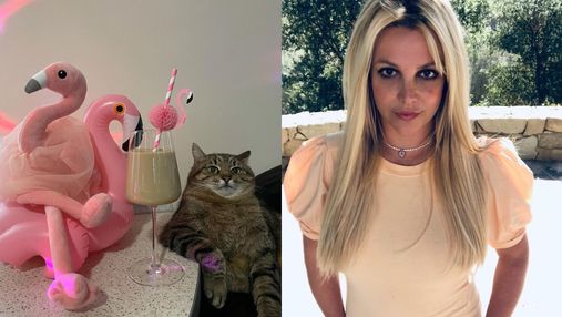 Украинский кот Степан покорил Бритни Спирс: чем четвероногий смог поразить певицу