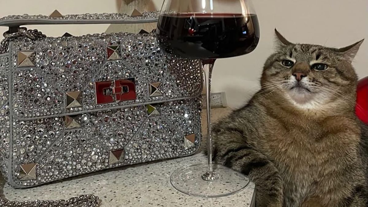 Кот Степан прорекламировал сумку Valentino за 4 тысячи евро: забавное фото Кот Степан прорекламировал сумку Valentino за 4 тысячи евро: забавное фото