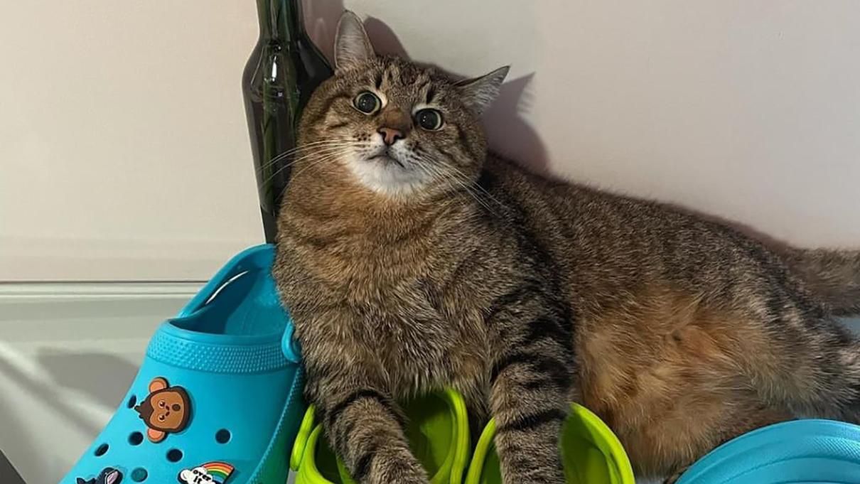 Харківський кіт Степан прорекламував знамениті шльопанці Crocs - Fashion Харківський кіт Степан прорекламував знамениті шльопанці Crocs - Fashion