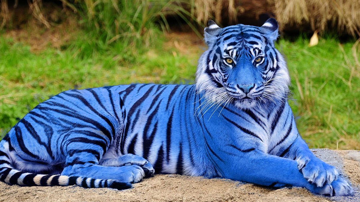 Гороскоп на 2022 для всіх знаків Зодіаку – прогноз на рік Блакитного Тигра