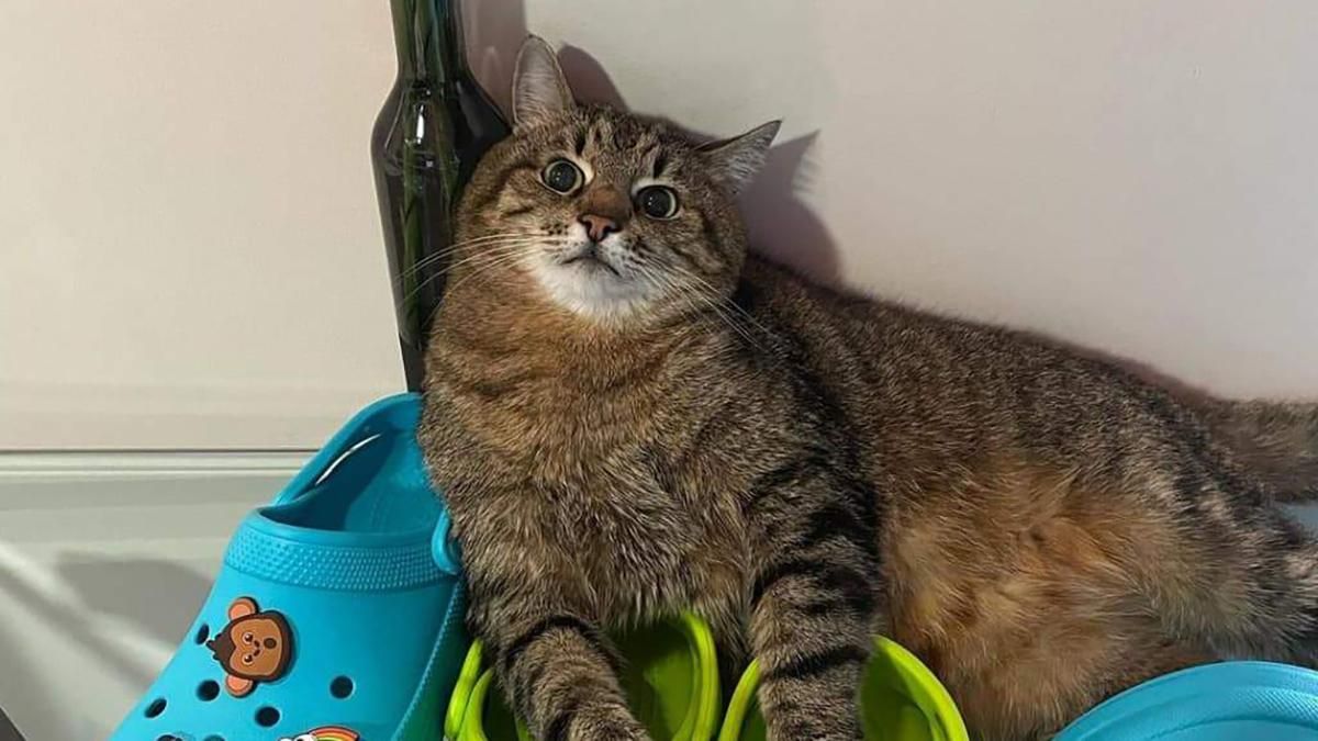 Кіт Степан має крокси, а росіяни вже ні: компанія Crocs принили всі продажі в Росії - Fashion Кіт Степан має крокси, а росіяни вже ні: компанія Crocs принили всі продажі в Росії - Fashion