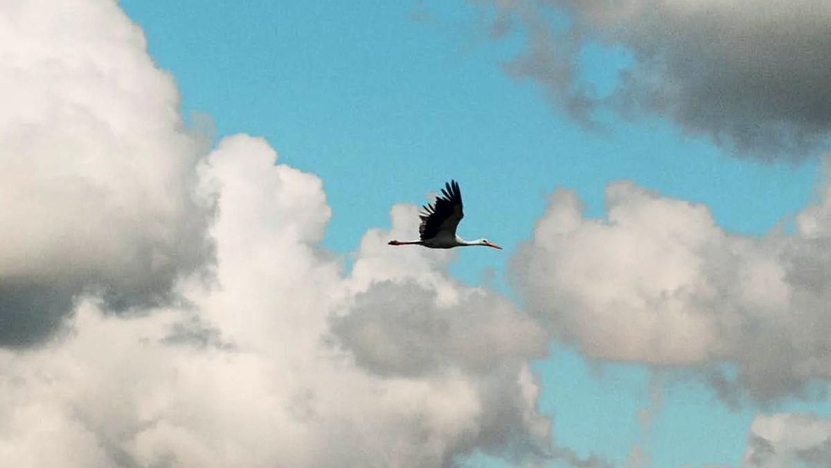 Издание Marie Claire Greece посвятили новый выпуск Украине, представив на обложке журавля - Fashion Издание Marie Claire Greece посвятили новый выпуск Украине, представив на обложке журавля - Fashion