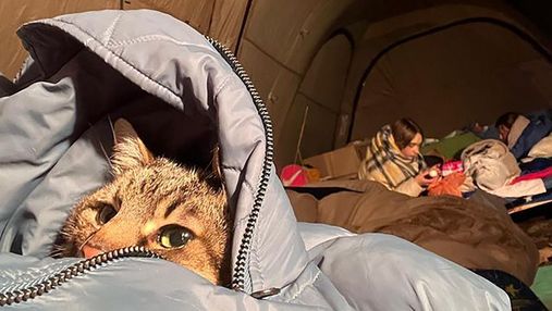 Звезда интернета кот Степан пережил обстрелы Харькова: животное – сейчас во Франции