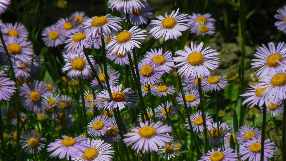 11 липня 2022 – яке сьогодні свято в Україні та що не можна робити 11 липня 2022 – яке сьогодні свято в Україні та що не можна робити