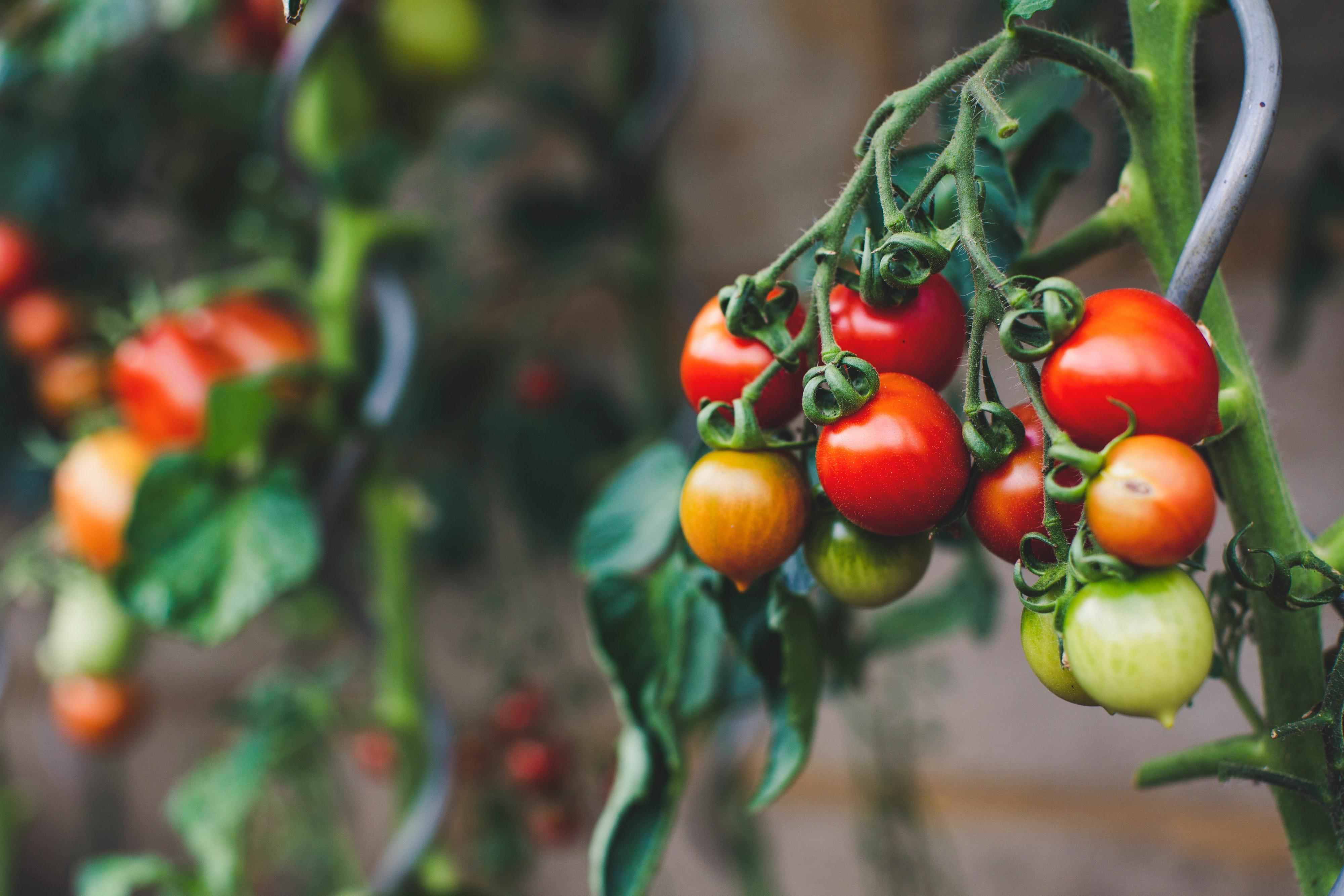 Як поливати помідори у відкритому грунті – 5 лайфхаків