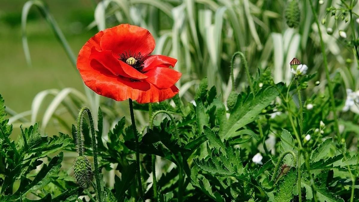 16 липня 2022 – яке сьогодні свято та що не можна робити в цей день 16 липня 2022 – яке сьогодні свято та що не можна робити в цей день