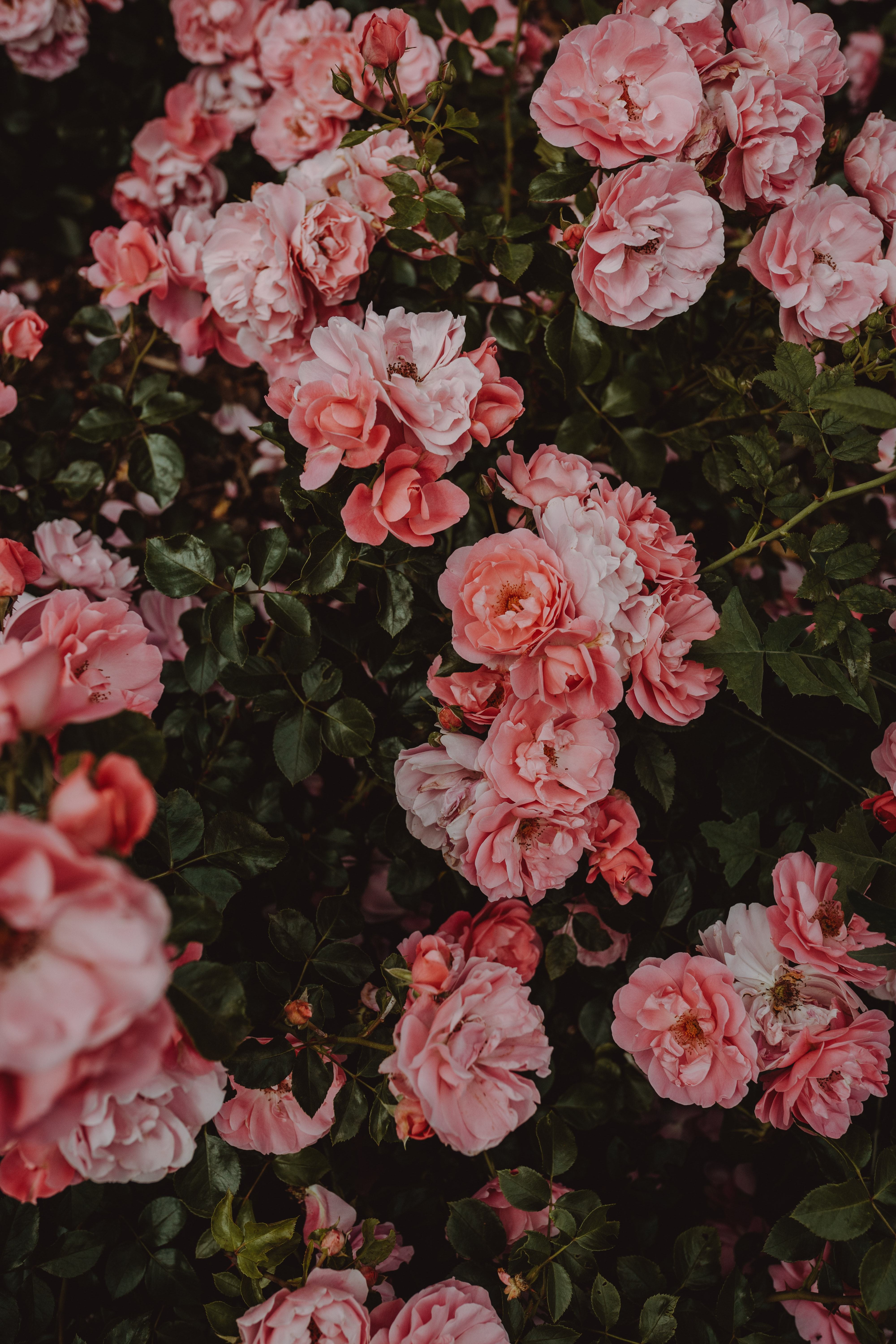 Красота в саду: как ухаживать за розами летом