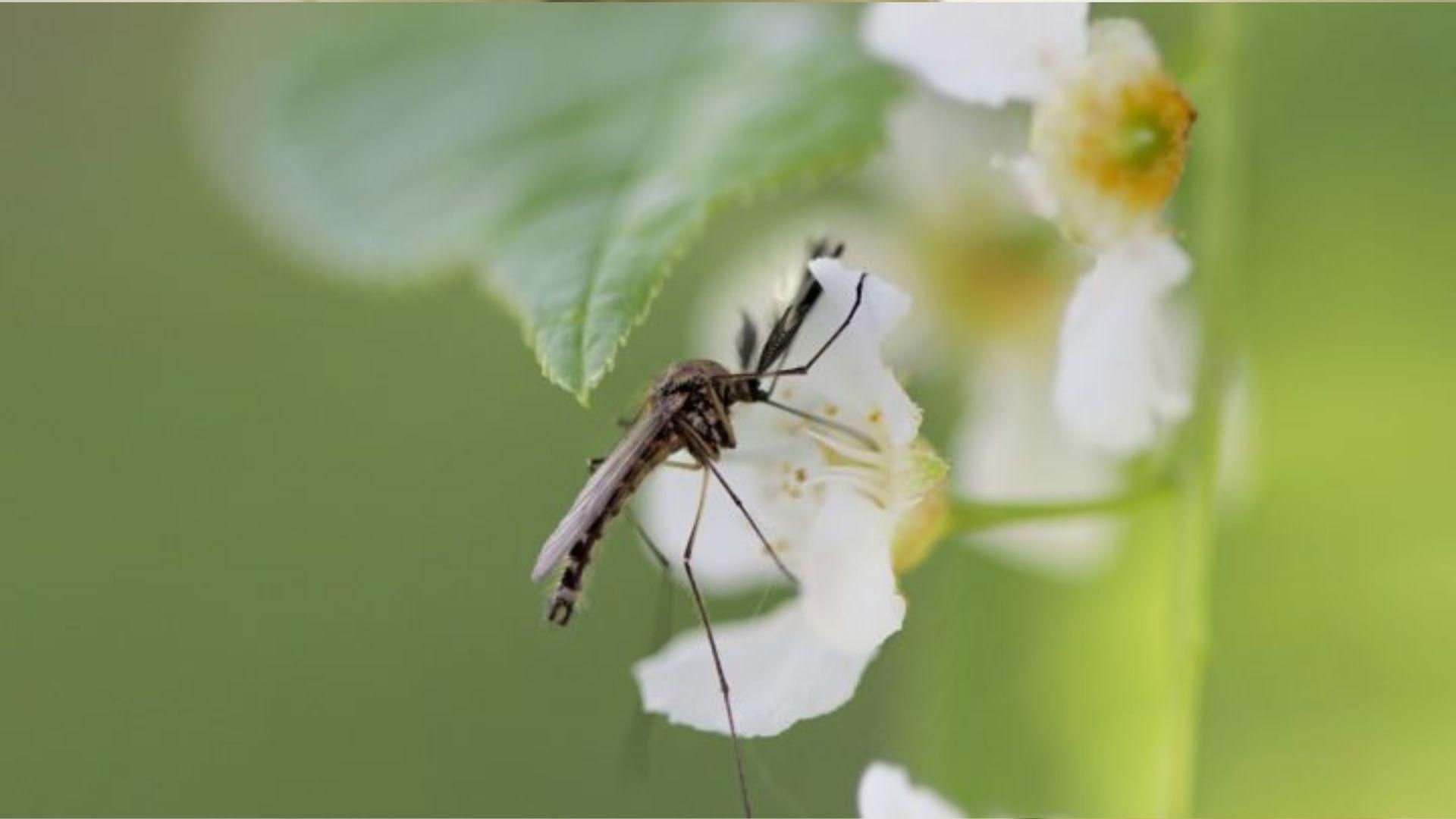 Как избавиться от комаров в квартире Как избавиться от комаров в квартире