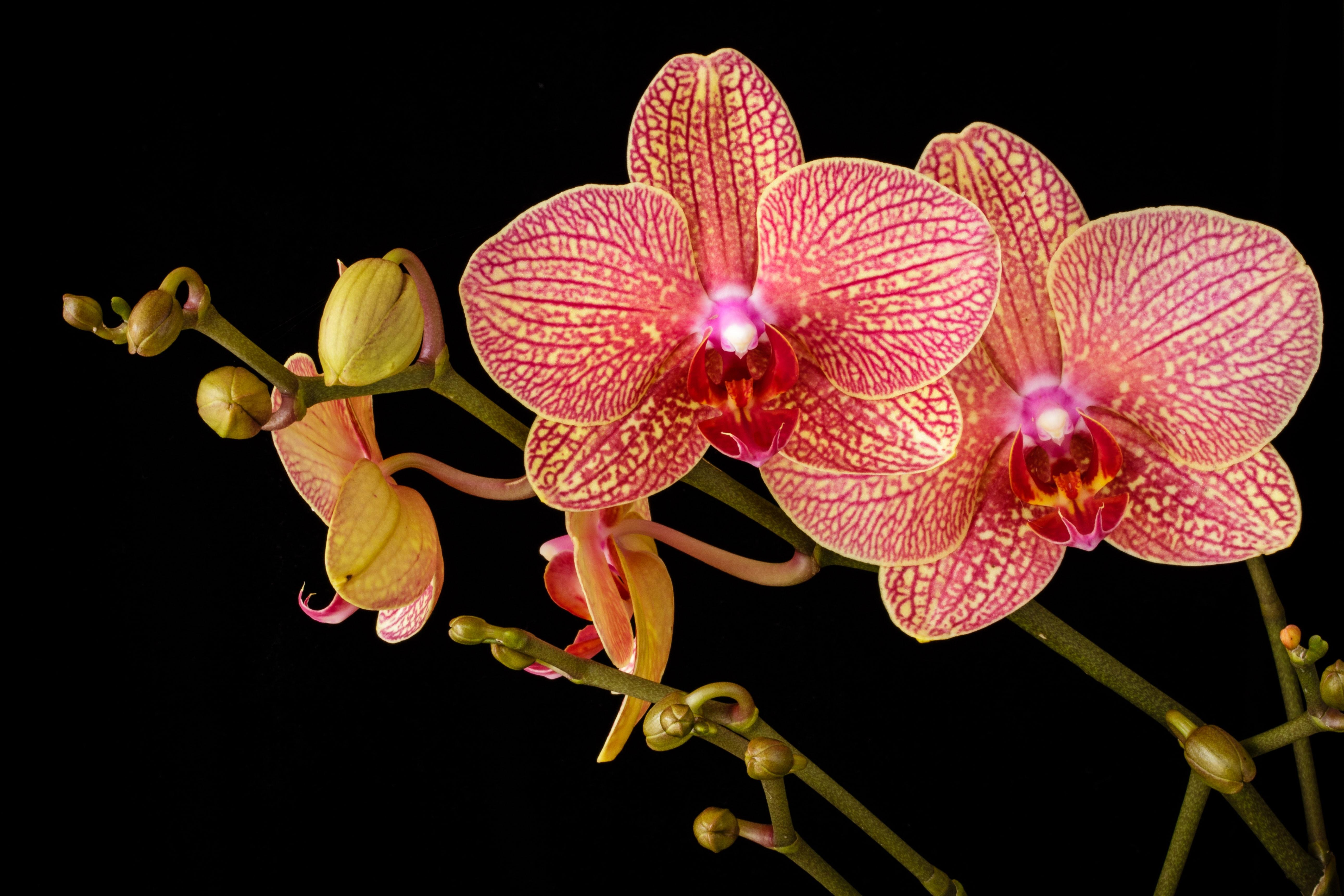 Орхидея – уход, какие продукты подпитывают цветы