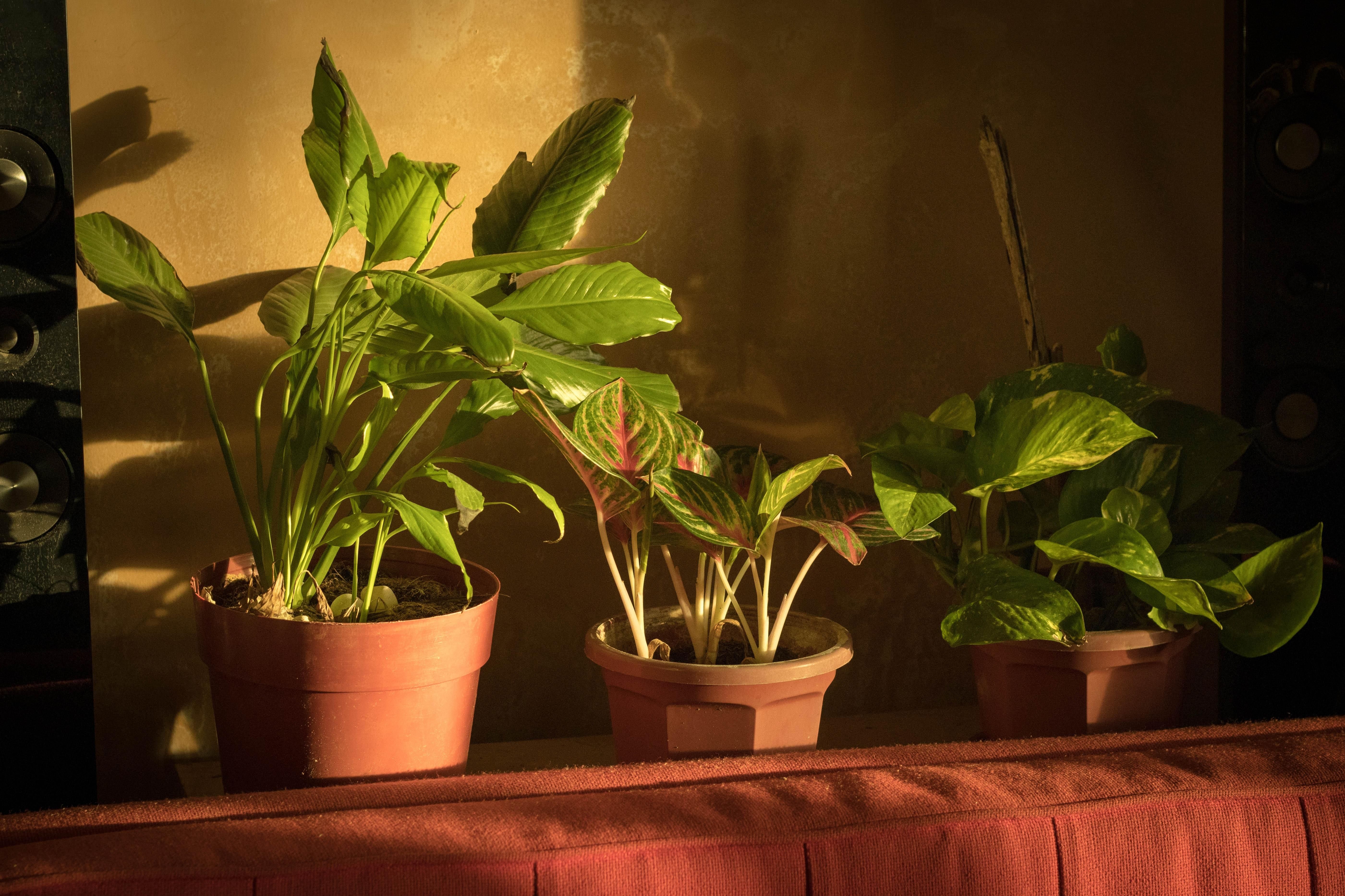 Як зберегти рослини без поливу на довгий час – лафхаки