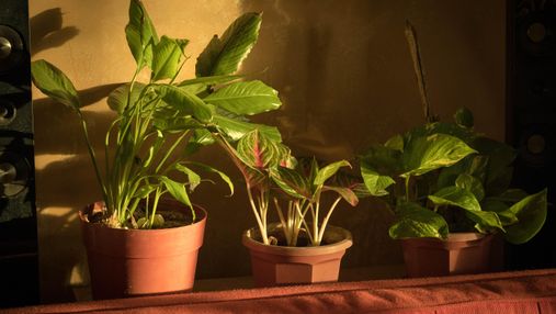 Лайфхаки, якщо вас немає вдома: як зберегти рослини без поливу на довгий час