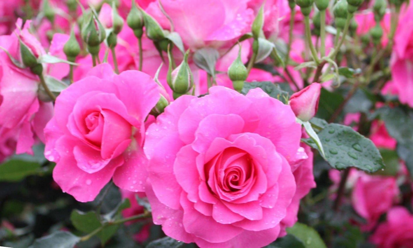 Яке свято 29 липня 2022 в Україні – що не можна робити в цей день Яке свято 29 липня 2022 в Україні – що не можна робити в цей день