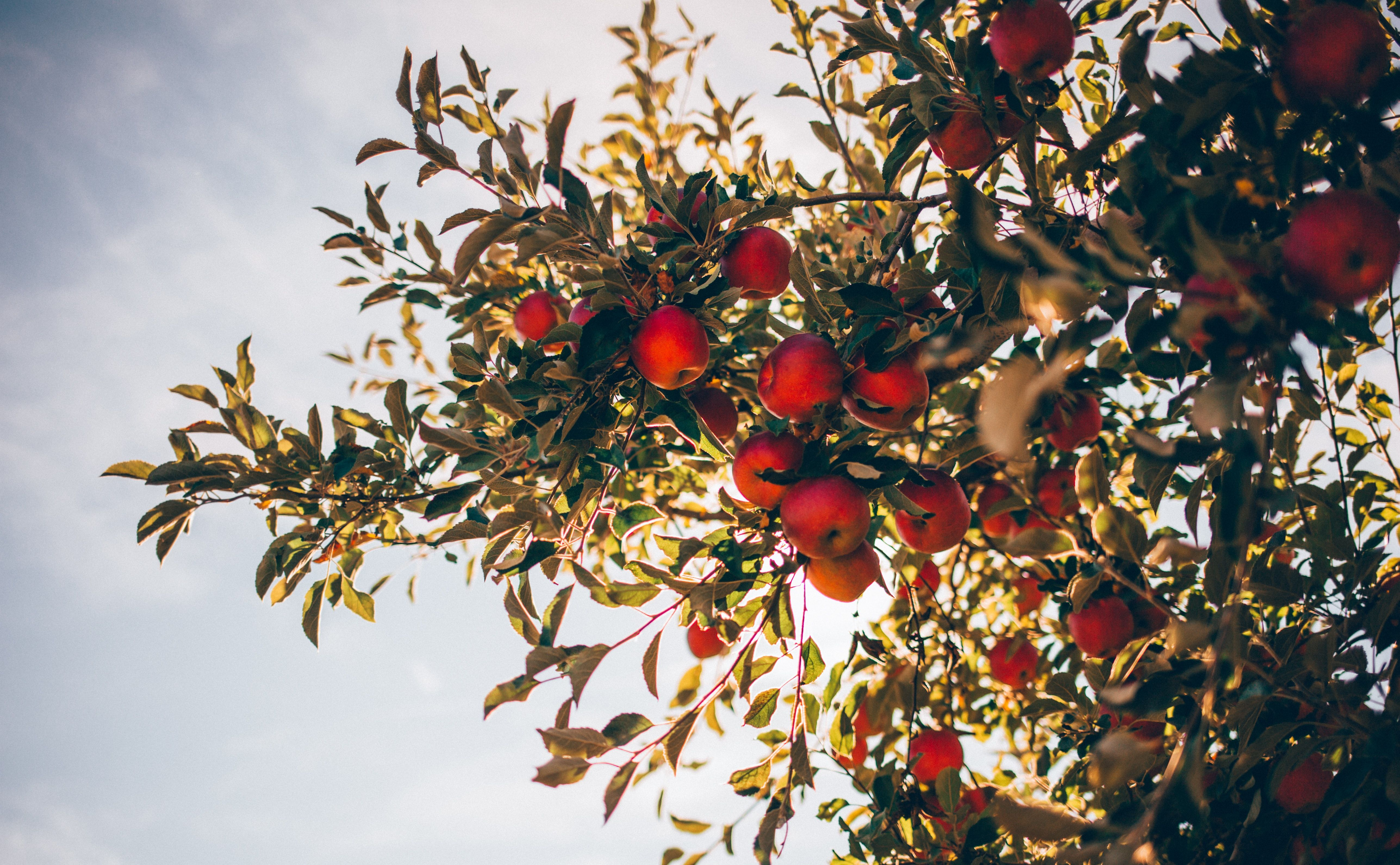 Плоди будуть щорічно: 3 простих правила, які змусять яблука та груші приносити урожай щосезону - Lifestyle 24