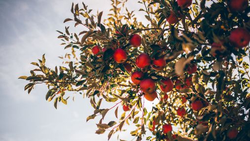 Плоди будуть щорічно: 3 простих правила, які змусять яблука та груші приносити урожай щосезону