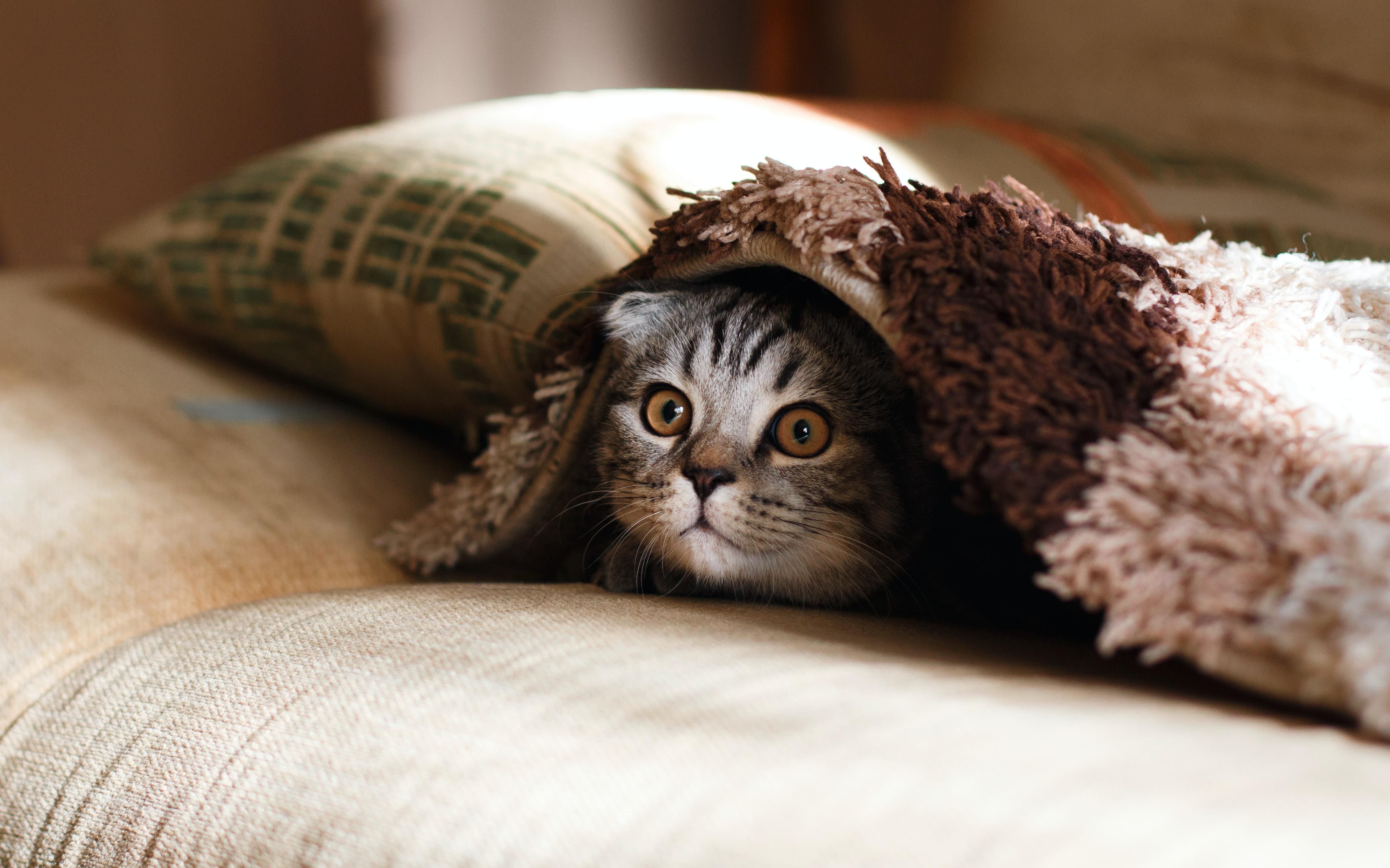 Як вивести запах сечі кота з дивану, інших меблів у домашніх умовах
