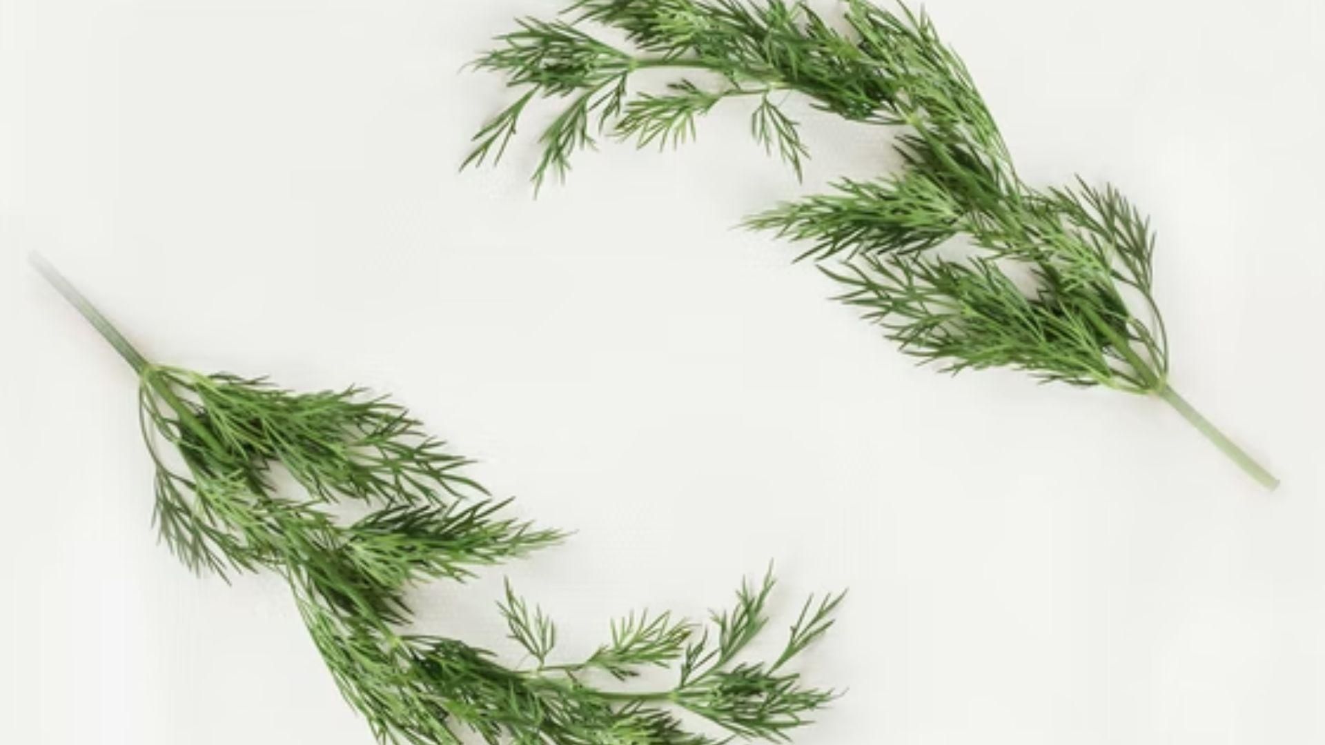 Як виростити кріп у серпні Як виростити кріп у серпні