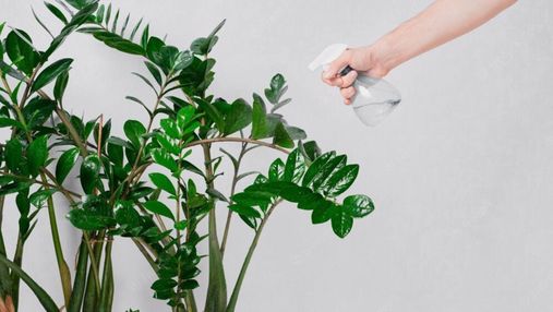 Як доглядати за рослиною заміокулькас: дієві поради для садівників-новачків