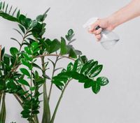 Как ухаживать за растением замиокулькас: действенные советы для садоводов-новичков