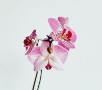 Як доглядати за орхідеями: хитрощі догляду за тропічними красунями