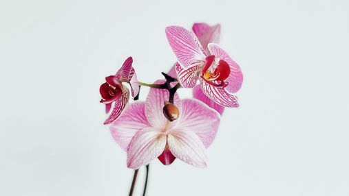 Як доглядати за орхідеями: хитрощі догляду за тропічними красунями