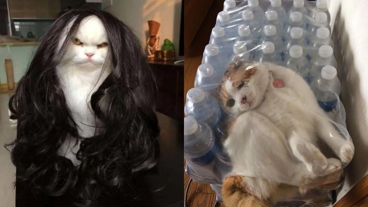 Смешные фотографии с котами, которые вам понравятся Смешные фотографии с котами, которые вам понравятся