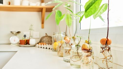 Екзотика вдома: як доглядати за авокадо та отримати плоди