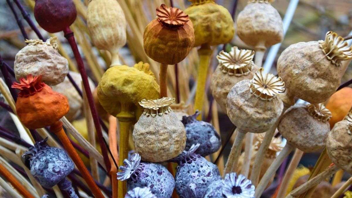 Що не можна робити в Медовий Спас 2022 – забобони на Маковія Що не можна робити в Медовий Спас 2022 – забобони на Маковія