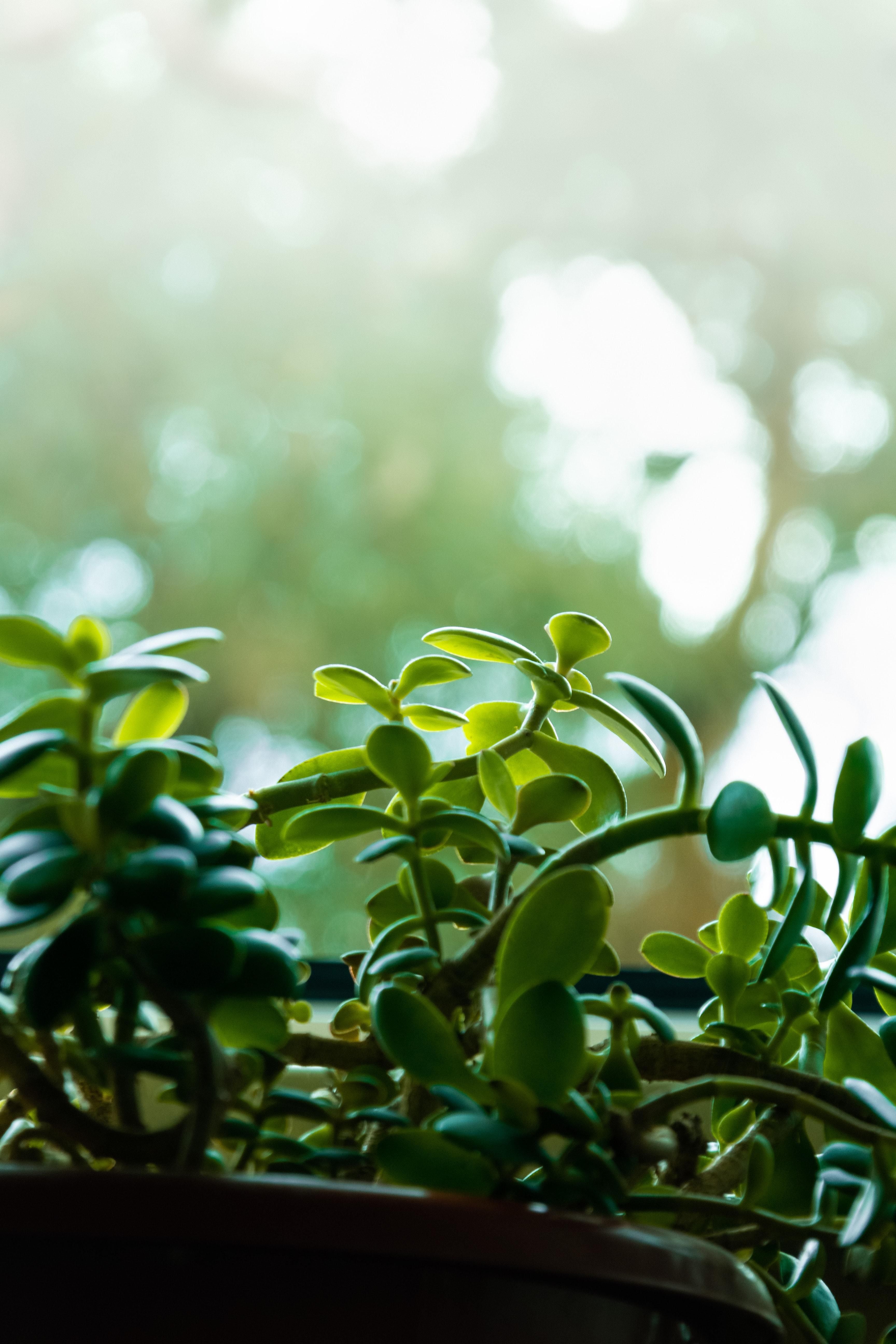 Как ухаживать за денежным деревом, крассулой- полезные советы Как ухаживать за денежным деревом, крассулой- полезные советы