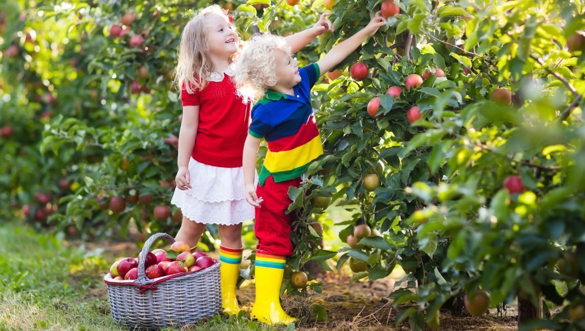 Яблочный Спас 2022 – что нельзя делать Яблочный Спас 2022 – что нельзя делать