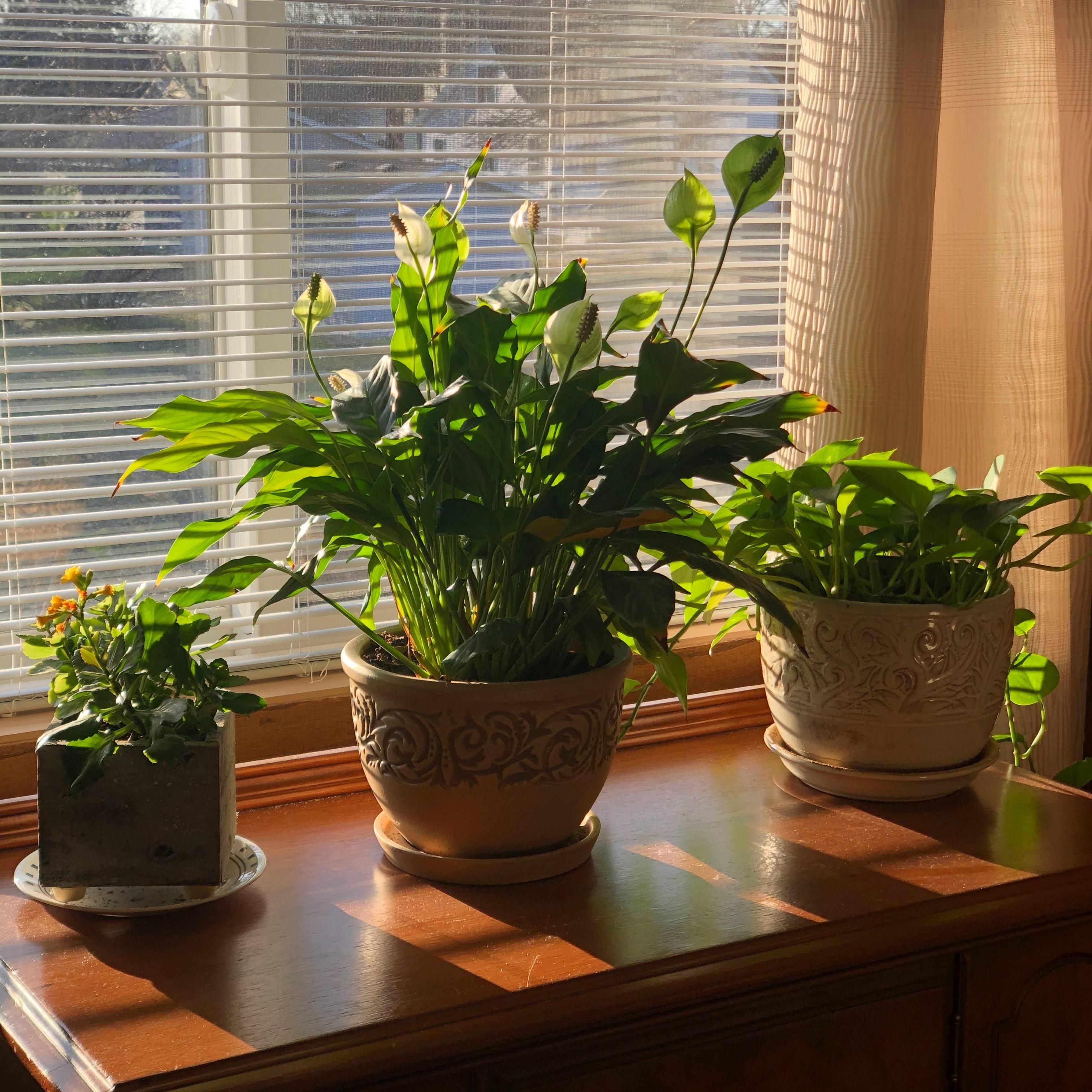 Как ухаживать за комнатными растениями зимой - как помочь растениям не погибнуть