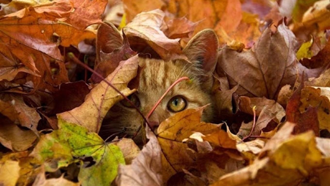 1 вересня – яке сьогодні свято та що не можна робити в цей день - 31 серпня 2022 - Lifestyle 24 1 вересня – яке сьогодні свято та що не можна робити в цей день - 31 серпня 2022 - Lifestyle 24