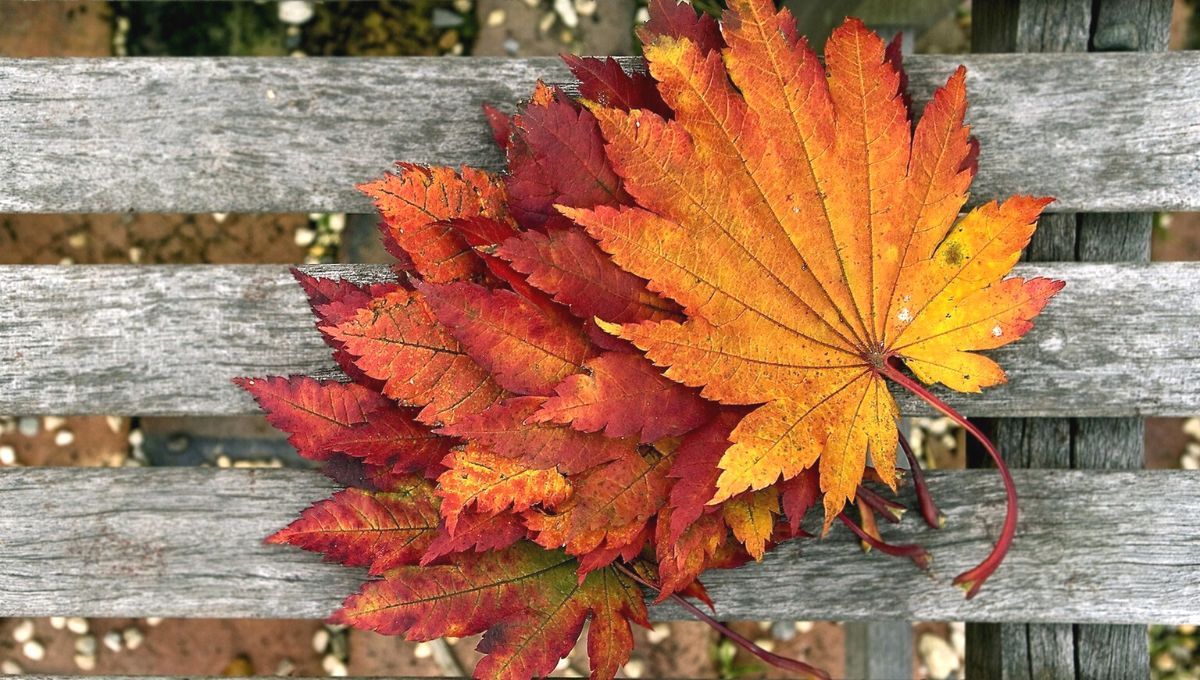 Осеннее равноденствие 2022 – что нельзя и можно делать в этот день Осеннее равноденствие 2022 – что нельзя и можно делать в этот день