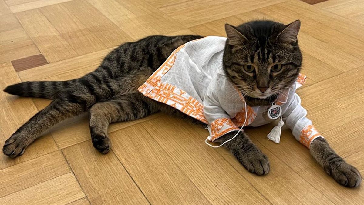 Котячого мера Львова одягнули у вишиванку від Андре Тана Котячого мера Львова одягнули у вишиванку від Андре Тана