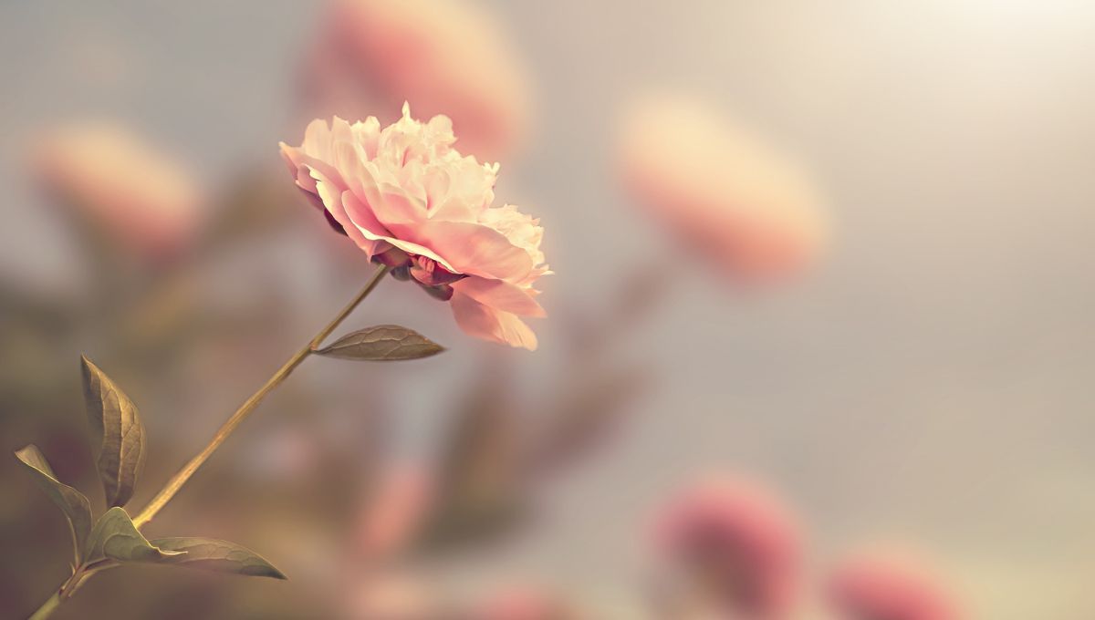 Поздравления с Днем ангела Софии 2022 – картинки, проза, стихи Поздравления с Днем ангела Софии 2022 – картинки, проза, стихи